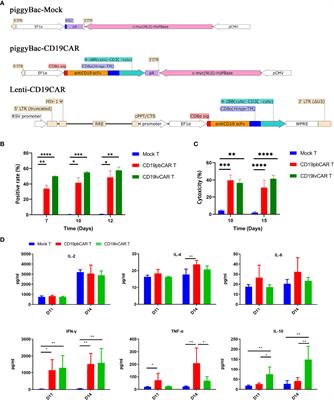 Evaluation of Nonviral piggyBac and lentiviral Vector in Functions of CD19chimeric Antigen Receptor T Cells and Their Antitumor Activity for CD19+ Tumor Cells